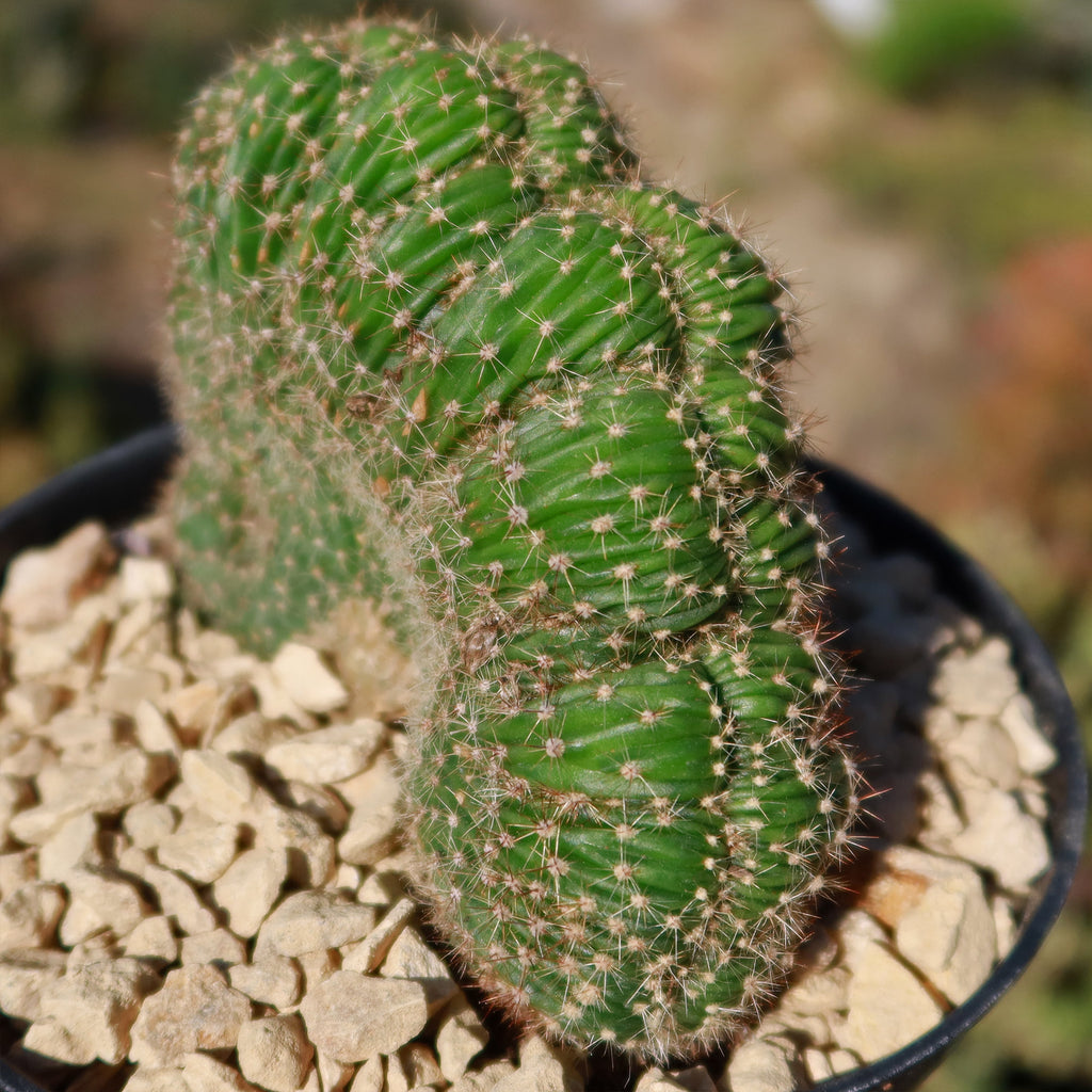 Echinopsis carterpillar crest