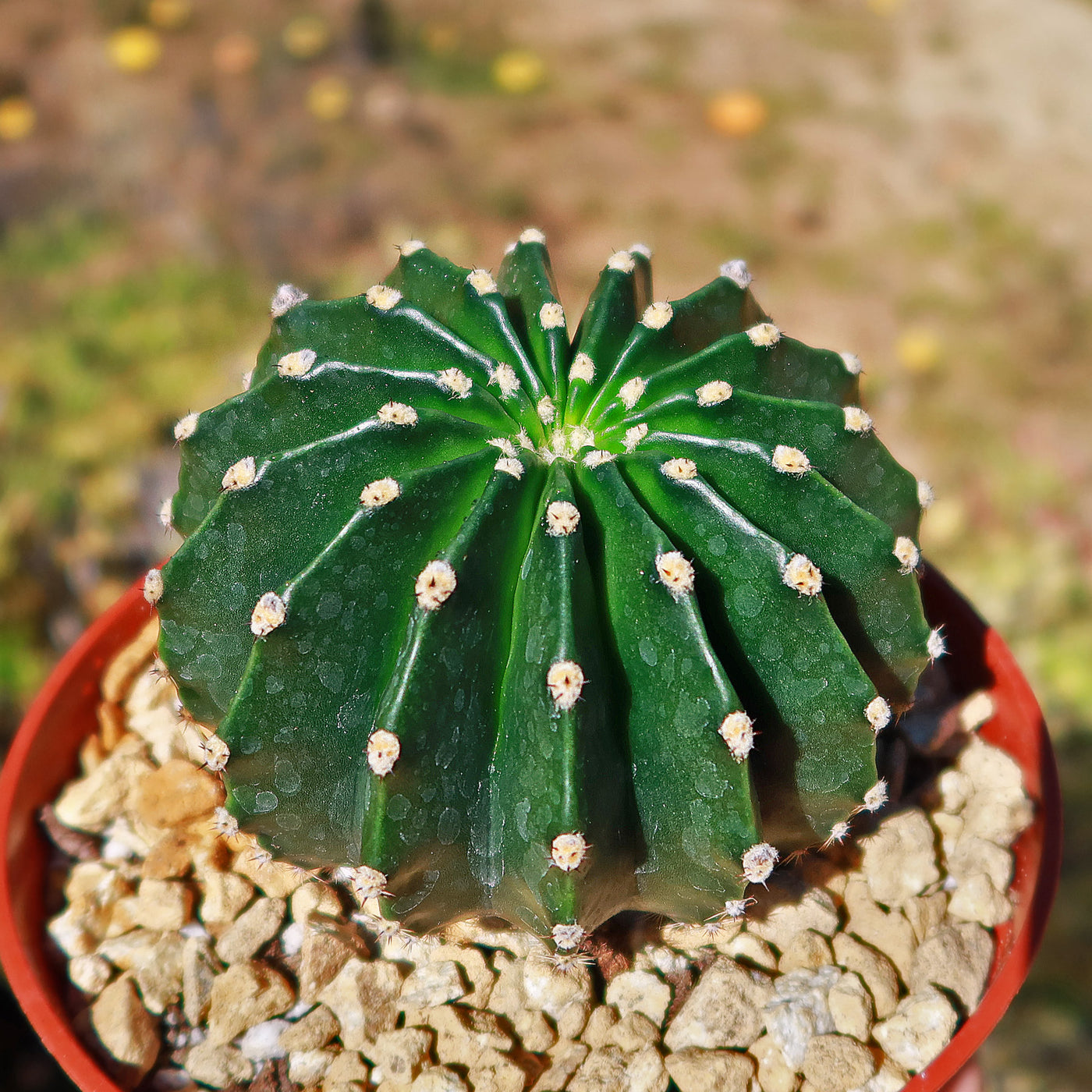 sea urchin succulent plant Sea Urchin Cactus