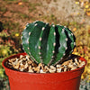 Sea Urchin Cactus - Echinopsis eyriesii