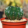 Sea Urchin Cactus - Echinopsis eyriesii