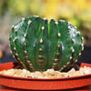 Sea Urchin Cactus - Echinopsis eyriesii