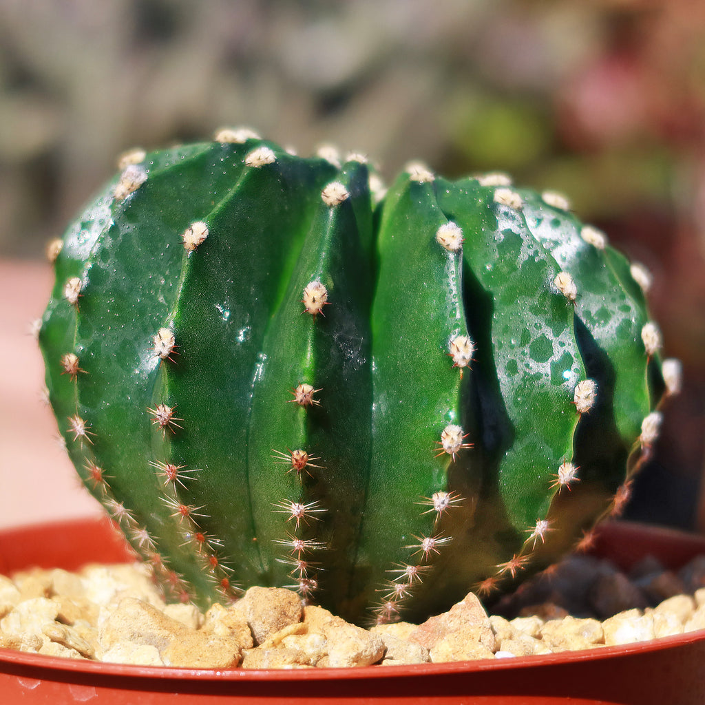 Sea Urchin Cactus - Echinopsis eyriesii