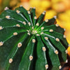 Sea Urchin Cactus - Echinopsis eyriesii