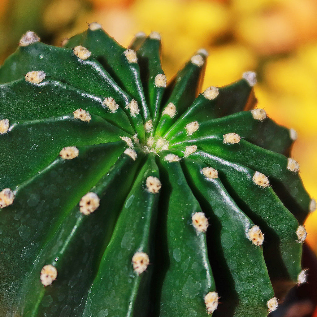 Sea Urchin Cactus - Echinopsis eyriesii