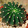 Sea Urchin Cactus - Echinopsis eyriesii