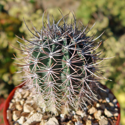 Echinopsis melanopotamica