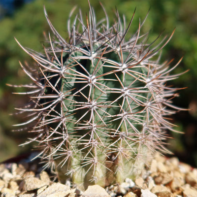 Echinopsis melanopotamica