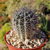 Echinopsis melanopotamica