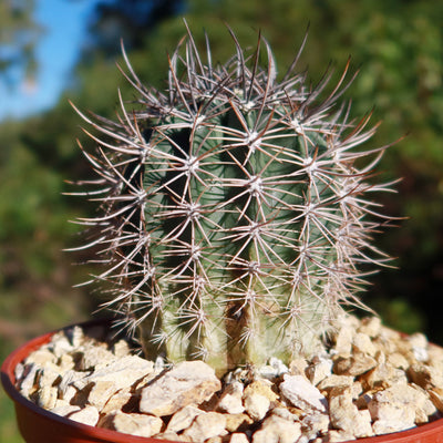 Echinopsis melanopotamica