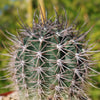 Echinopsis melanopotamica