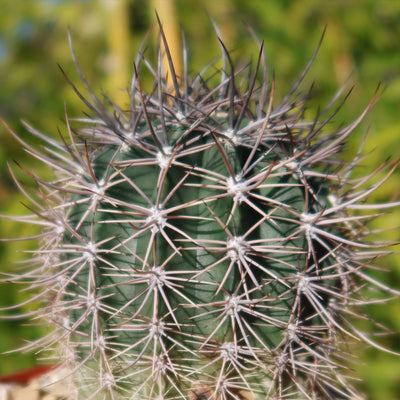 Echinopsis melanopotamica