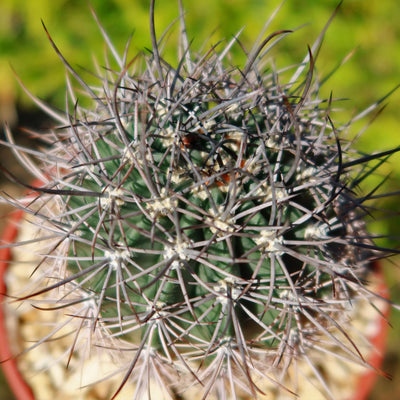 Echinopsis melanopotamica