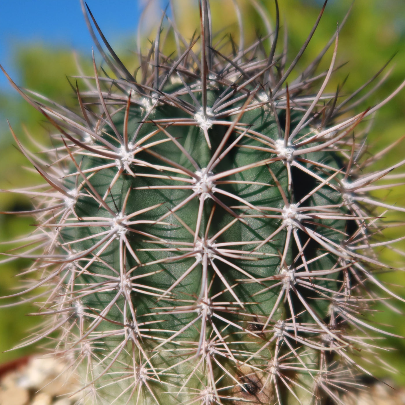 Echinopsis melanopotamica