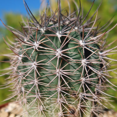 Echinopsis melanopotamica