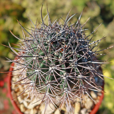 Echinopsis melanopotamica