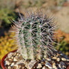 Echinopsis melanopotamica