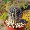 Echinopsis melanopotamica