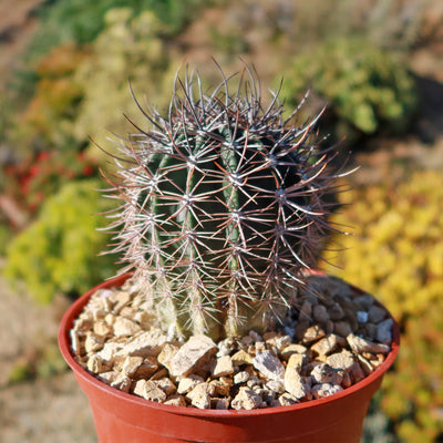 Echinopsis melanopotamica