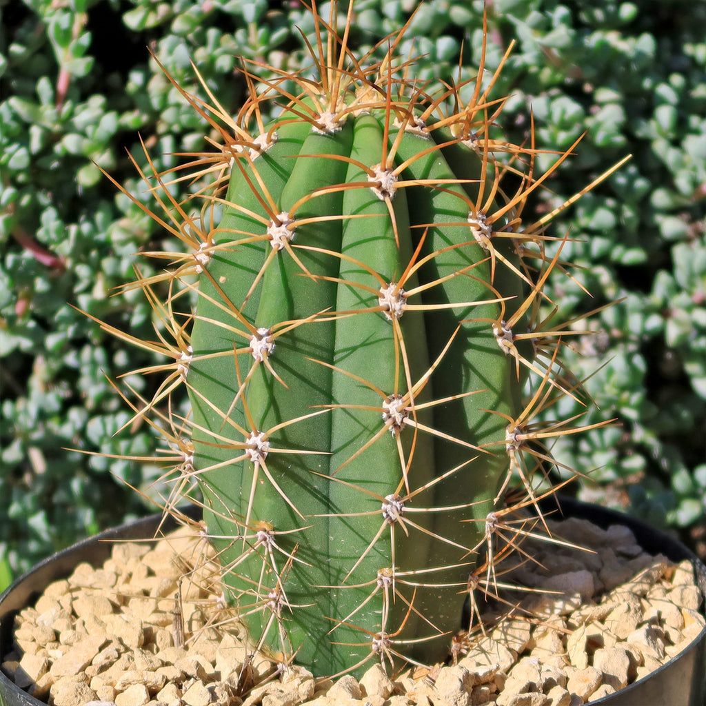 Echinopsis terscheckii