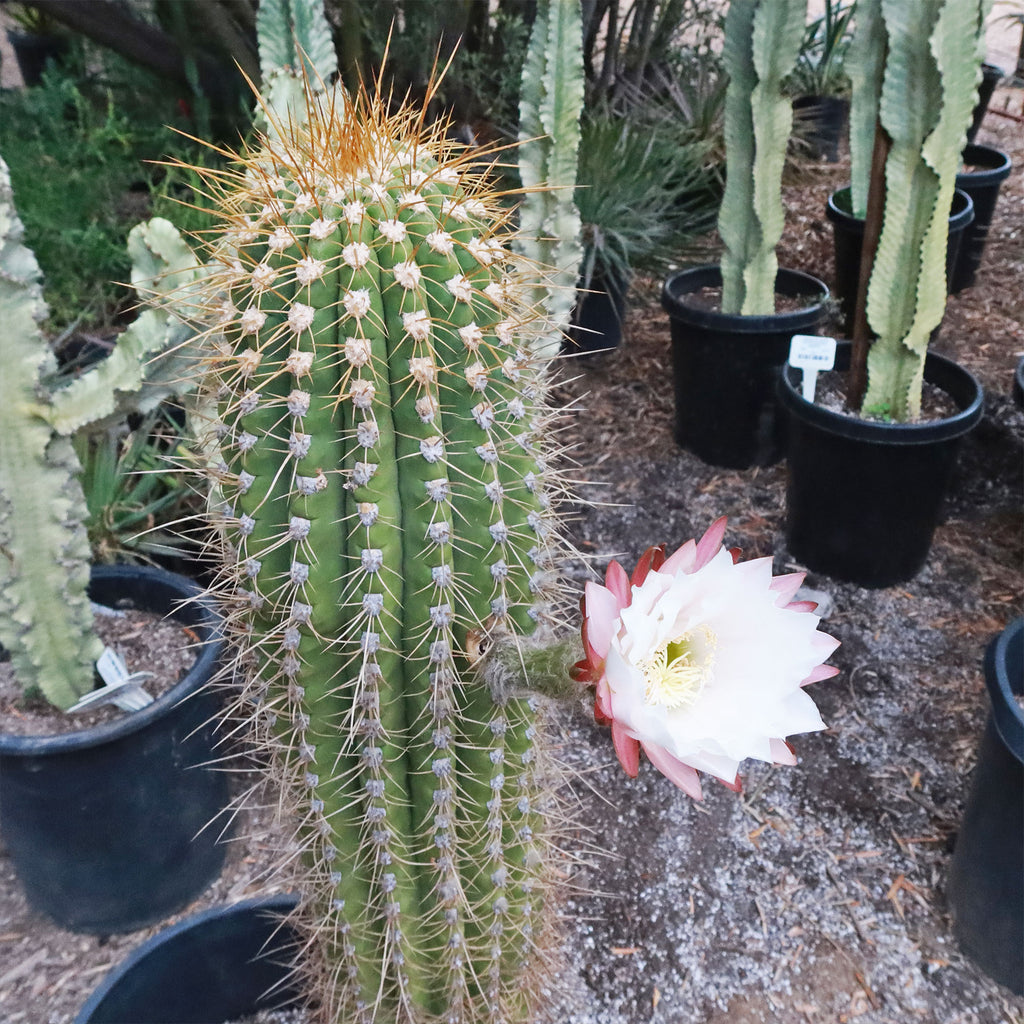 Echinopsis terscheckii