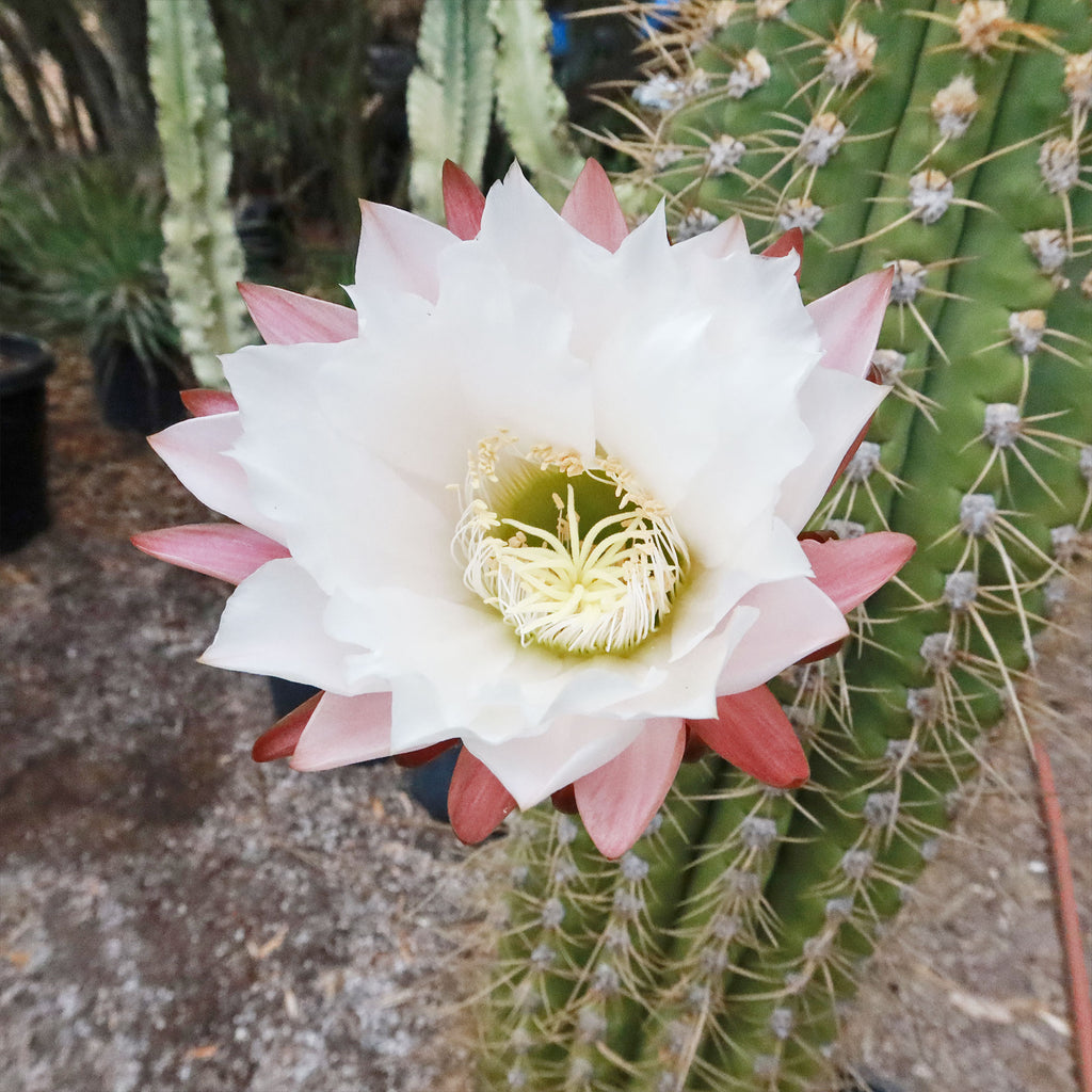 Echinopsis terscheckii
