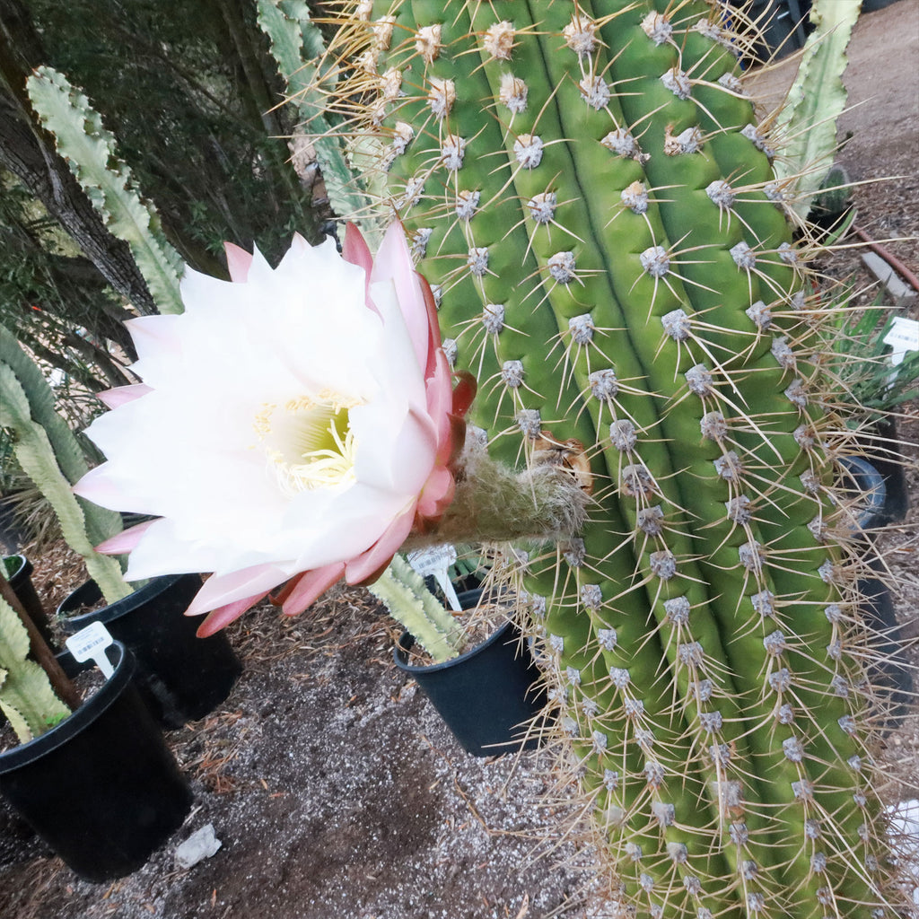 Echinopsis terscheckii