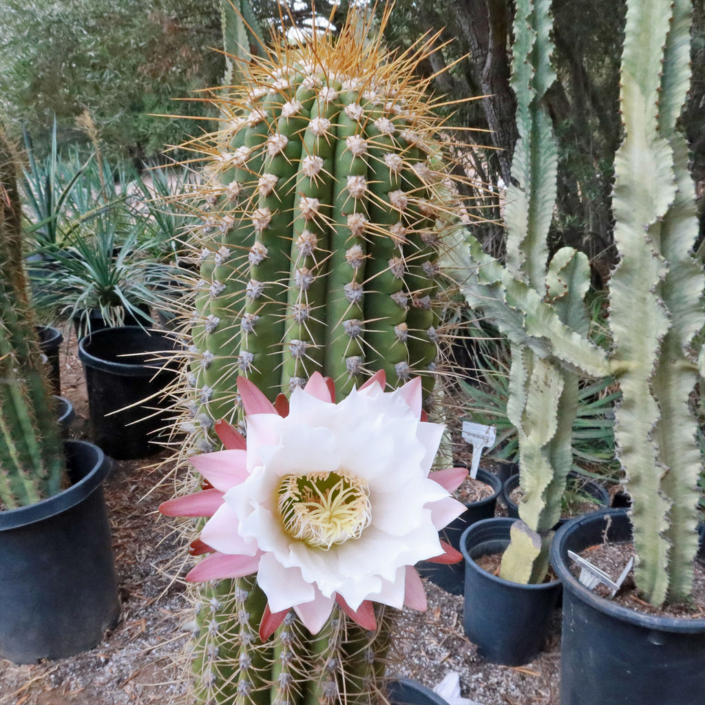 Echinopsis terscheckii