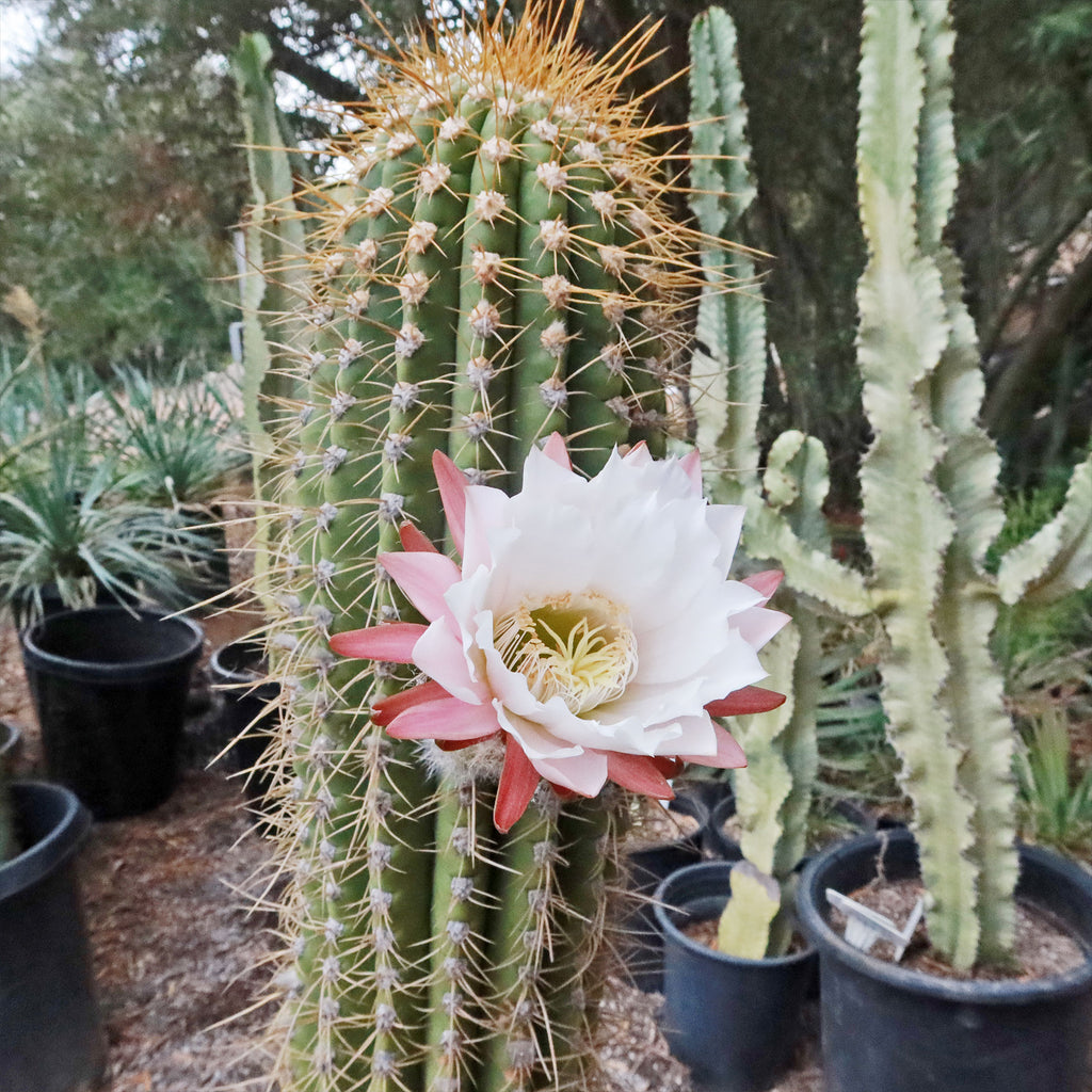 Echinopsis terscheckii