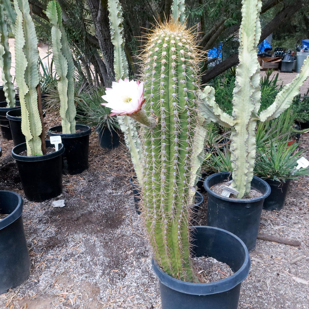 Echinopsis terscheckii