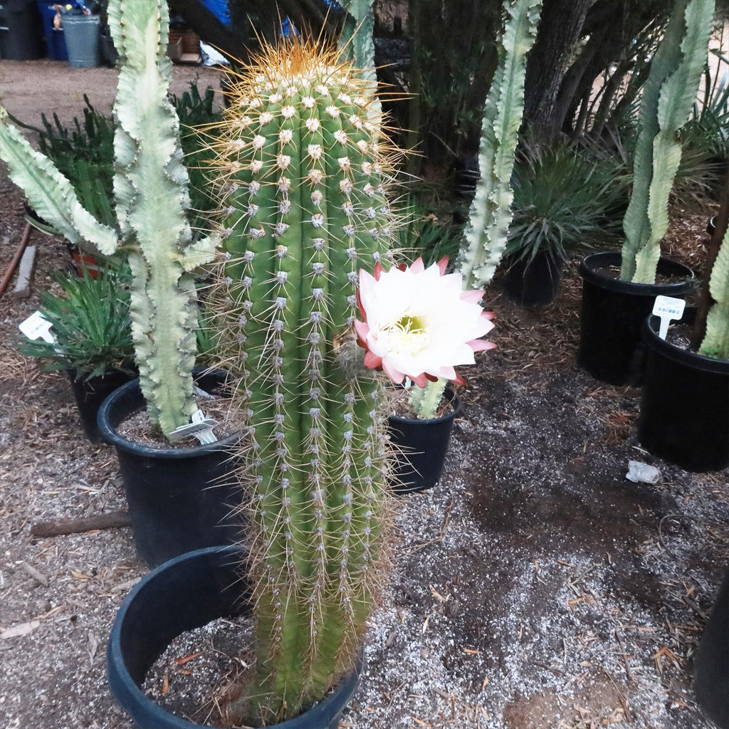Echinopsis terscheckii