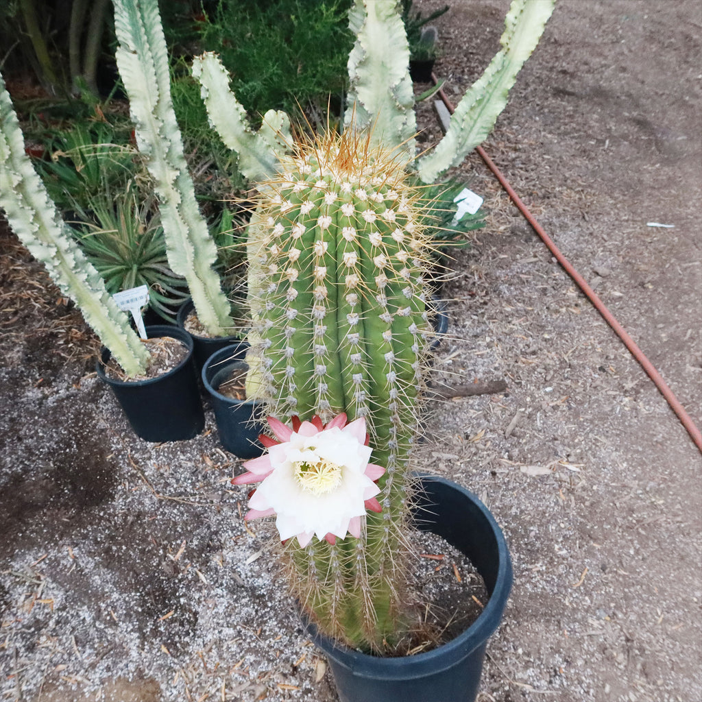 Echinopsis terscheckii