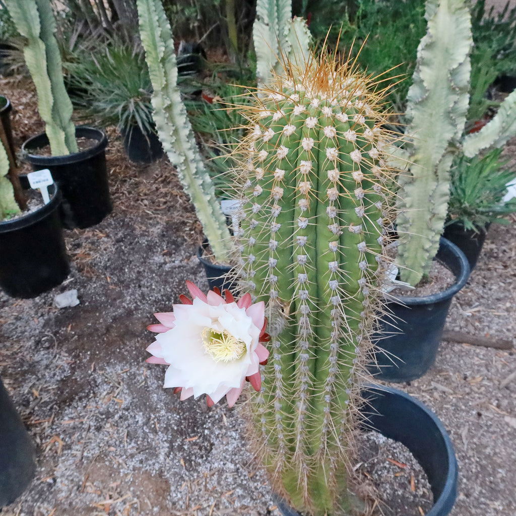 Echinopsis terscheckii