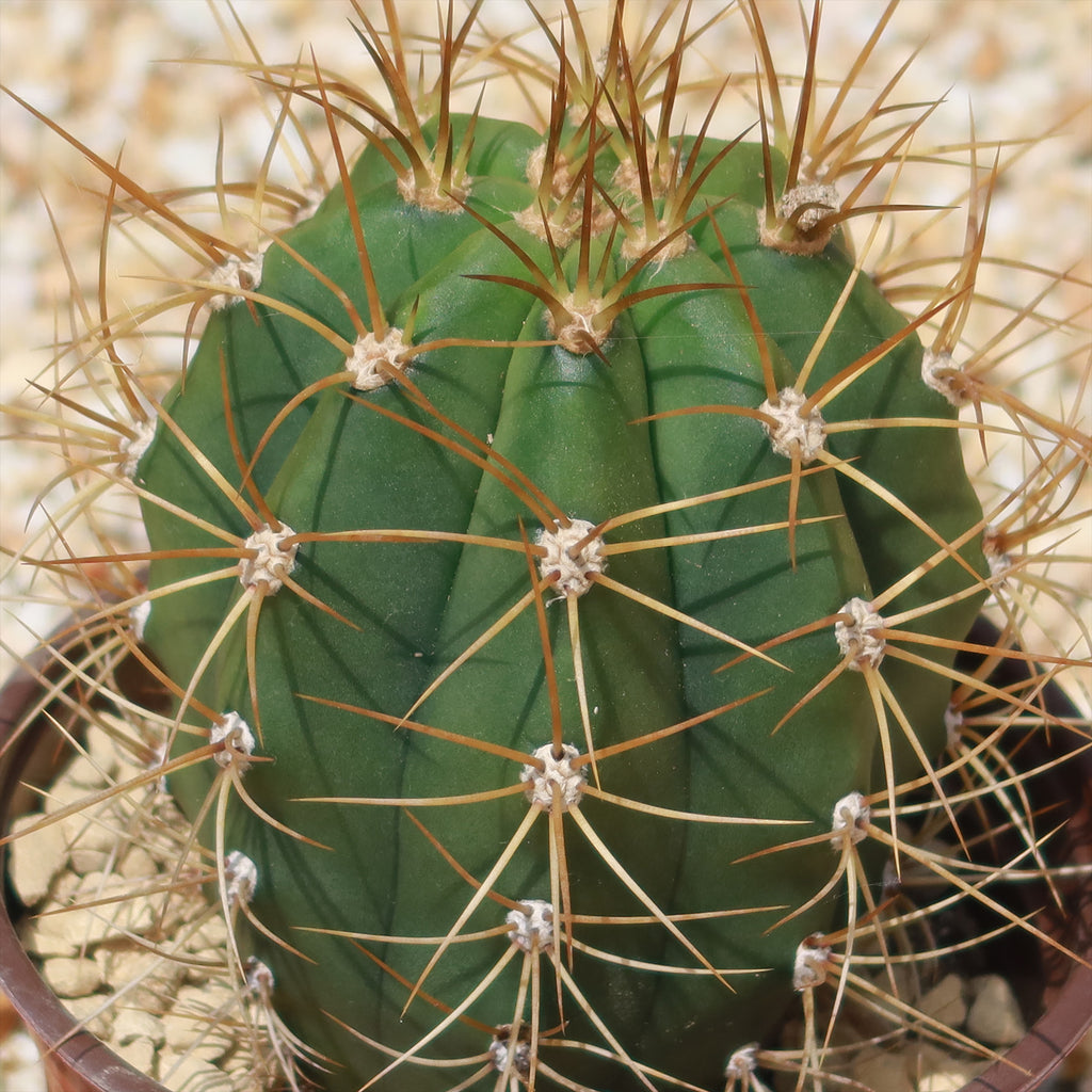 Echinopsis terscheckii