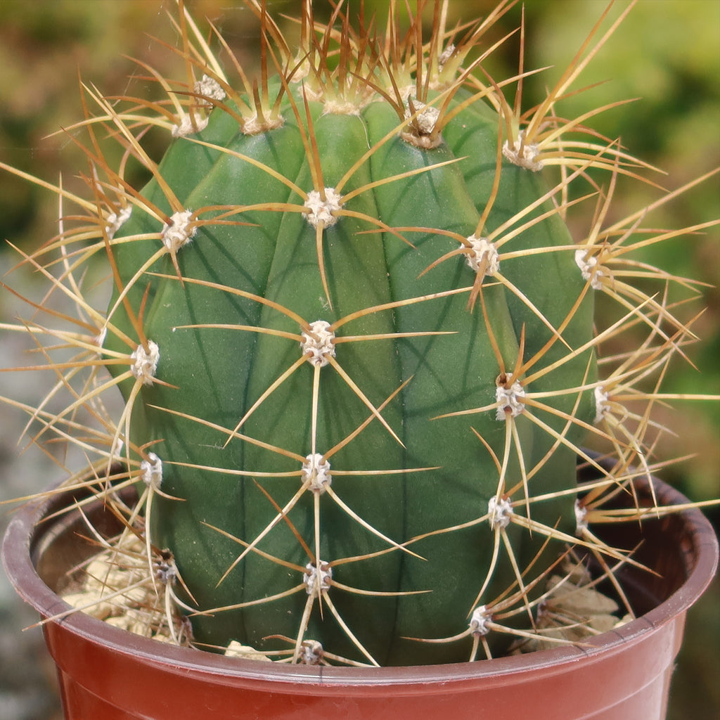 Echinopsis terscheckii