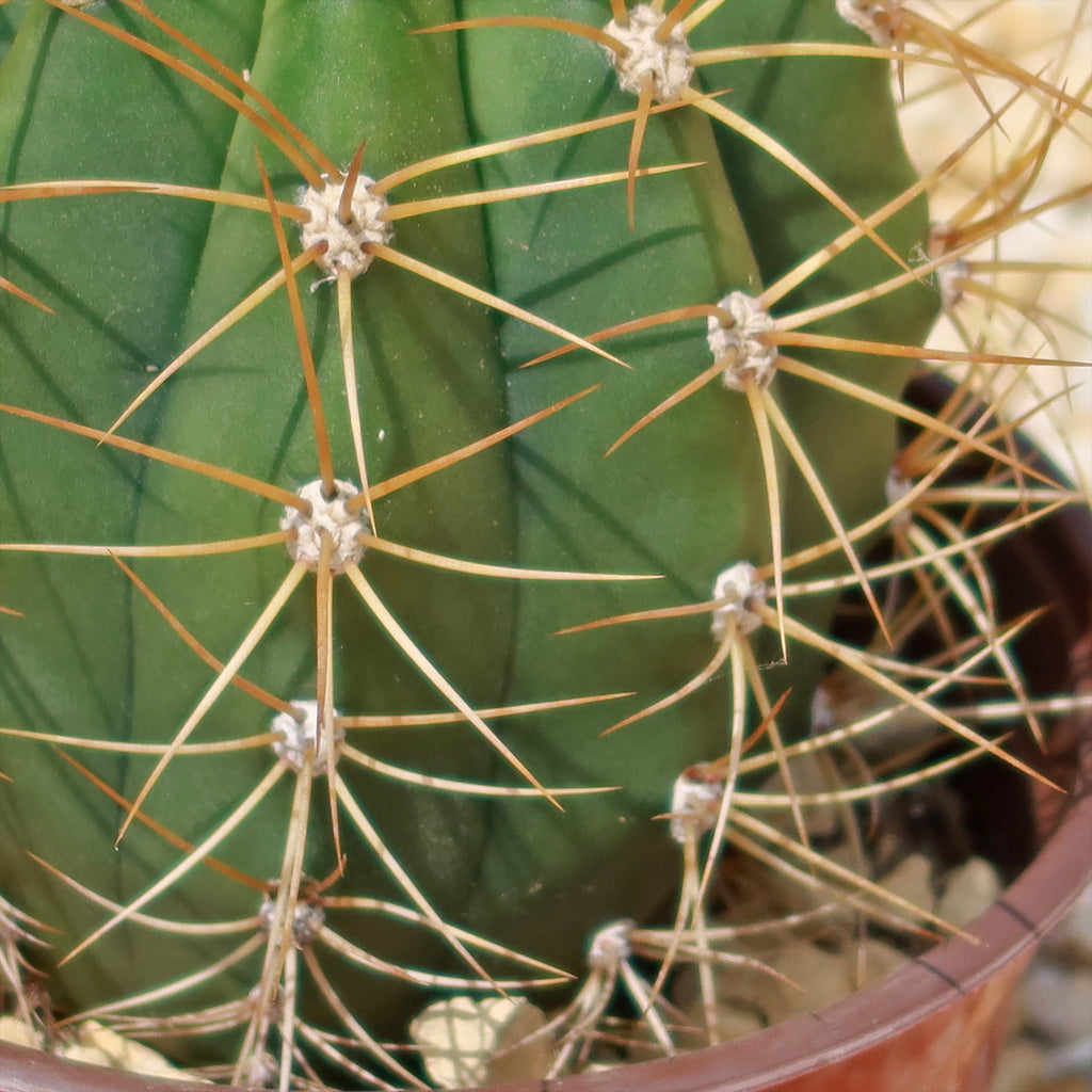 Echinopsis terscheckii
