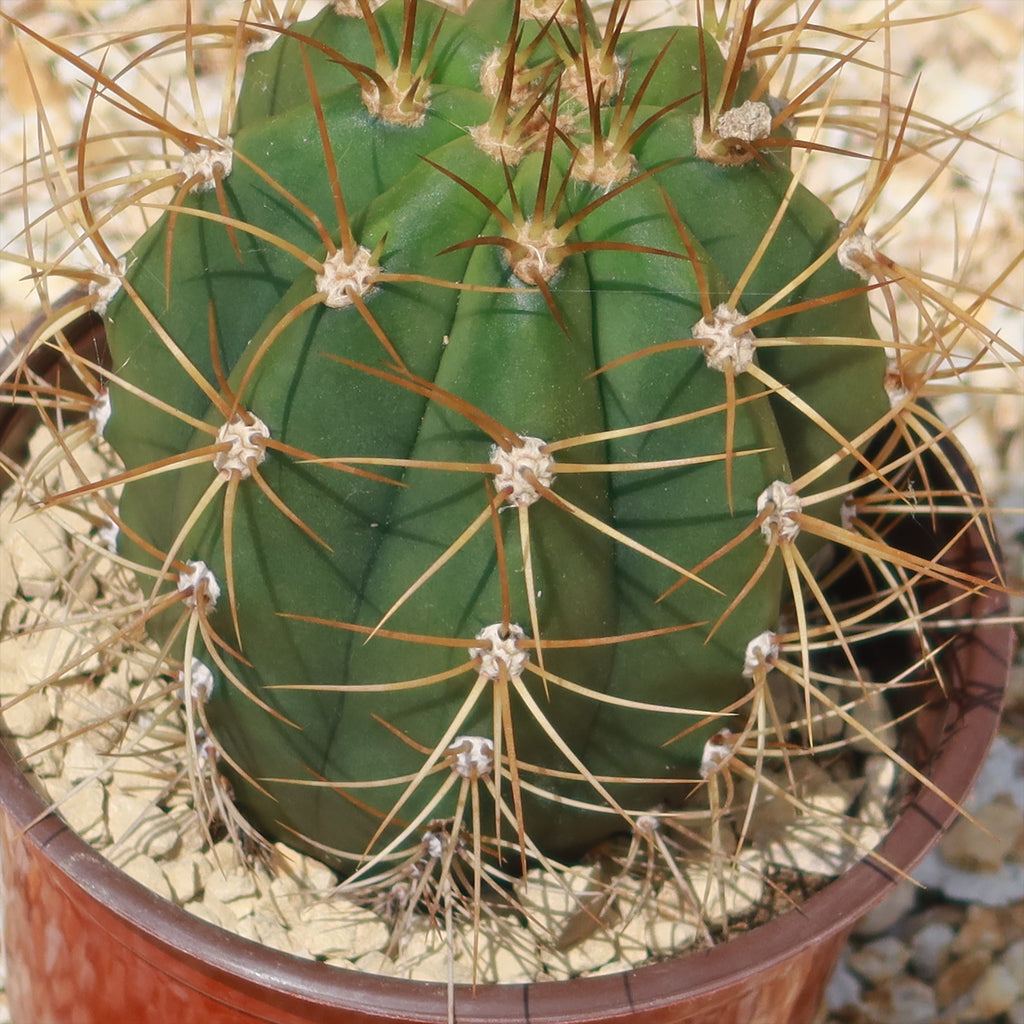 Echinopsis terscheckii