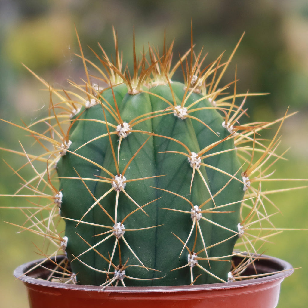 Echinopsis terscheckii