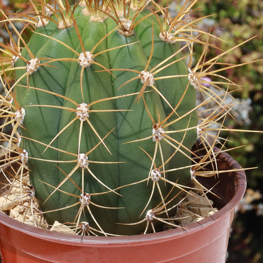 Echinopsis terscheckii