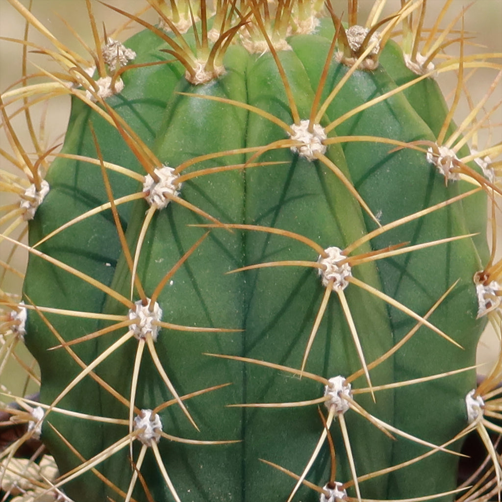 Echinopsis terscheckii