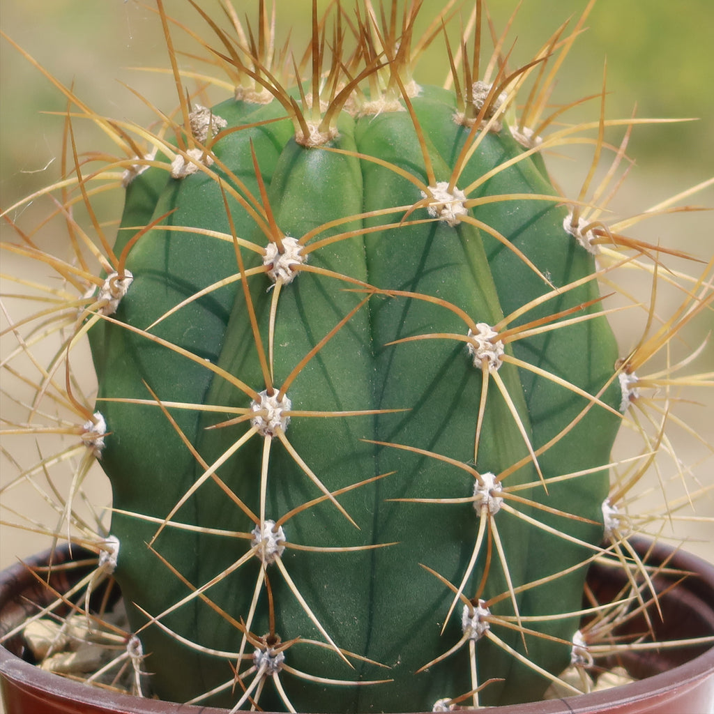Echinopsis terscheckii