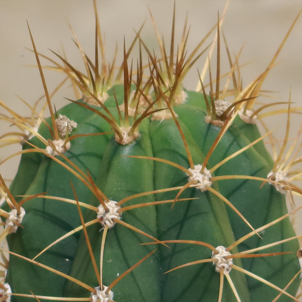 Echinopsis terscheckii