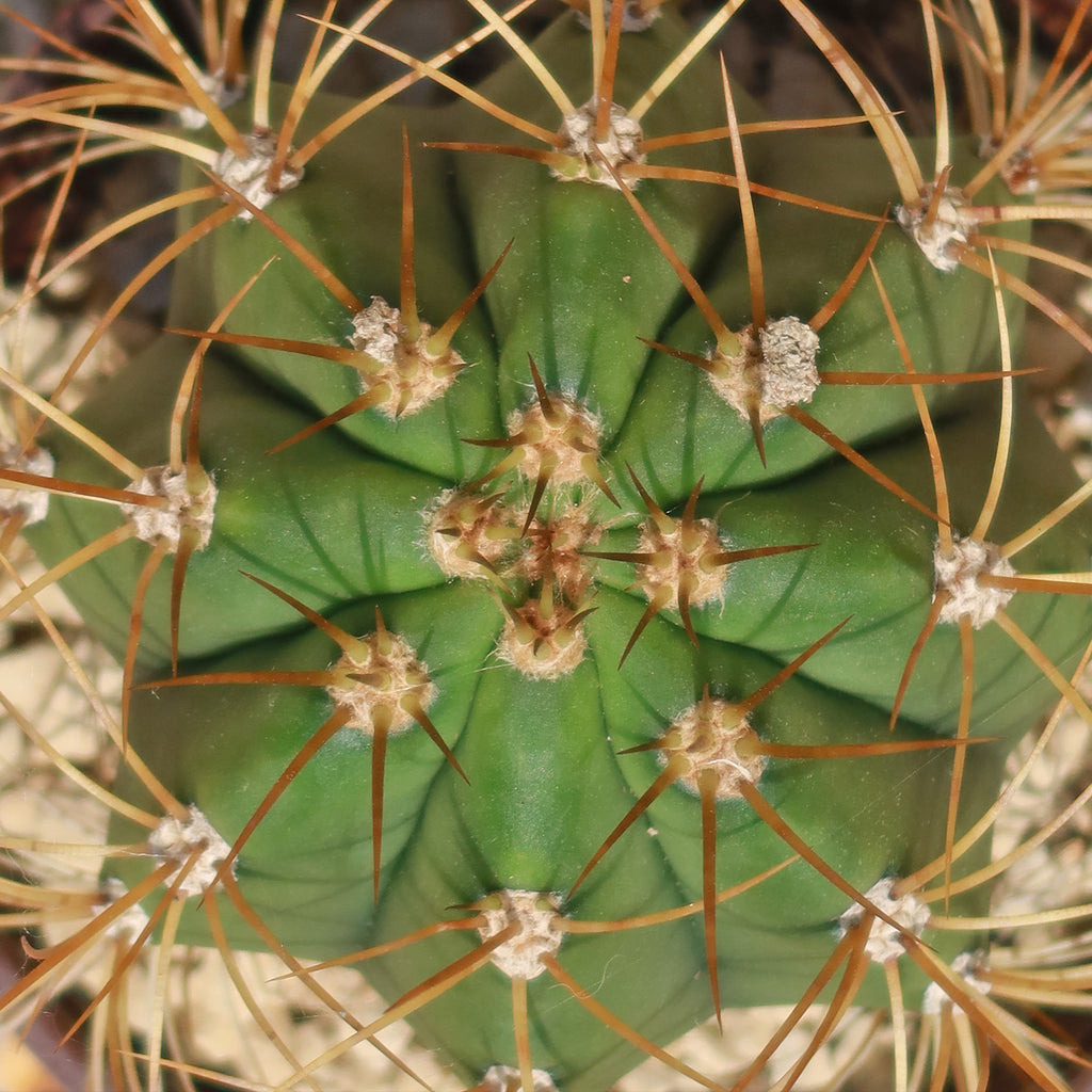 Echinopsis terscheckii