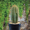 A tall, green Echinopsis terscheckii cactus with long spines sits in a black pot of light pebbles in front of ivy-covered stone.