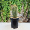 Echinopsis terscheckii, a tall cactus with long spines, in a black plastic pot with rocks, against a stone wall covered in green vines.
