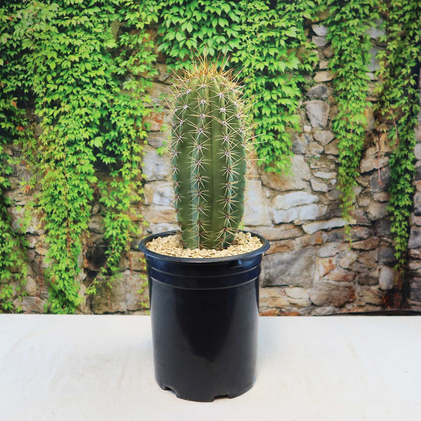 Echinopsis terscheckii – Planet Desert