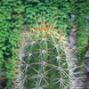 Close-up of Echinopsis terscheckii, a tall green cactus with yellow and white spines, in front of leafy greenery on a wall.