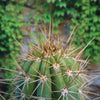 Close-up of Echinopsis terscheckii cactus with long, yellowish spines, set before blurred green foliage and a stone wall background.