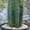 Tall Echinopsis terscheckii cactus with sharp spines in a black pot with tan rocks, set before a blurred stone wall and greenery.