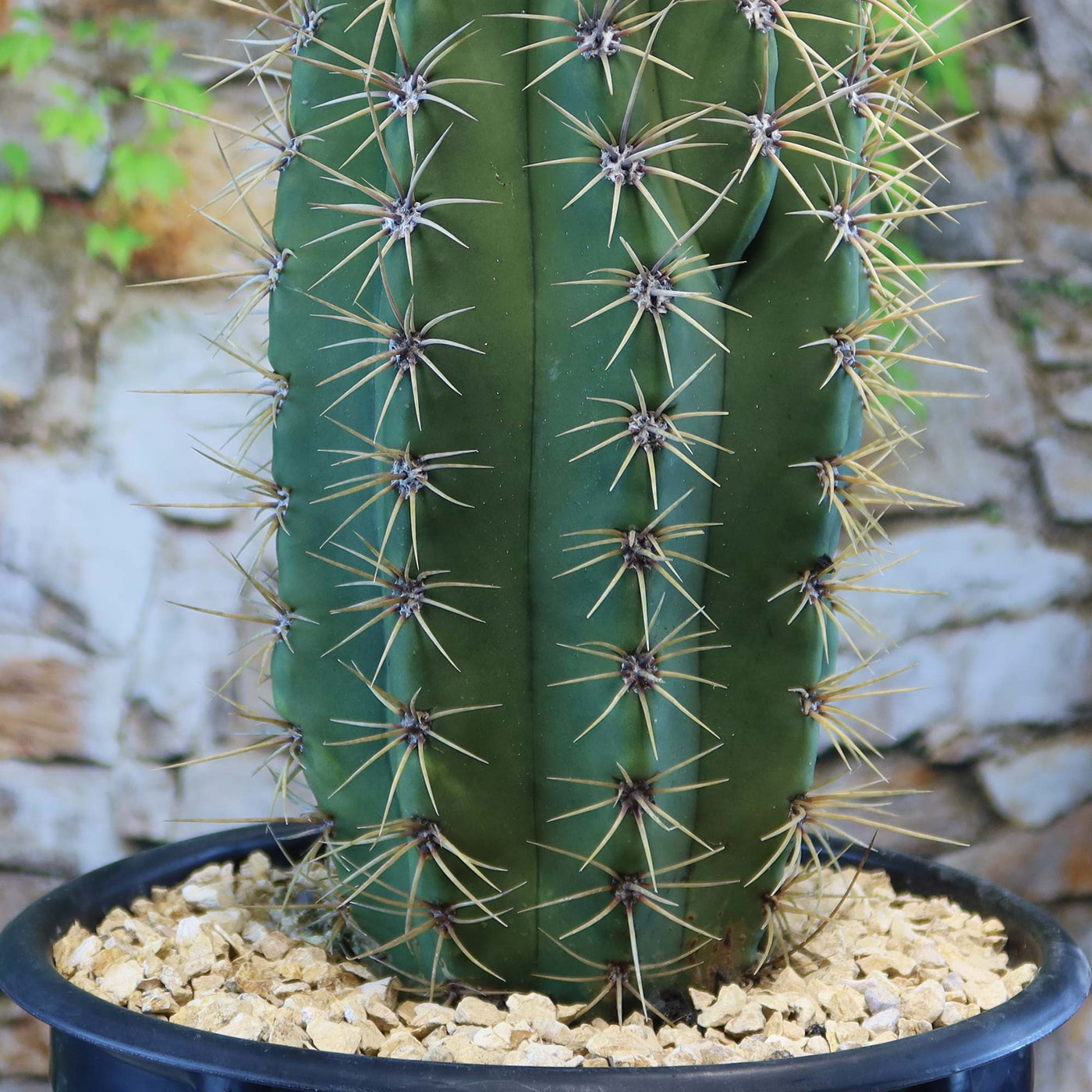Echinopsis terscheckii – Planet Desert