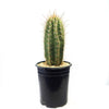 A tall, green Echinopsis terscheckii cactus with ribbed sides and yellow spines in a black plastic pot of light gravel on white background.